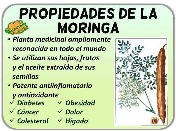 MORINGA LA HOJA DE DIOS™